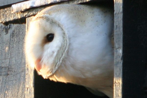 Barn Owls