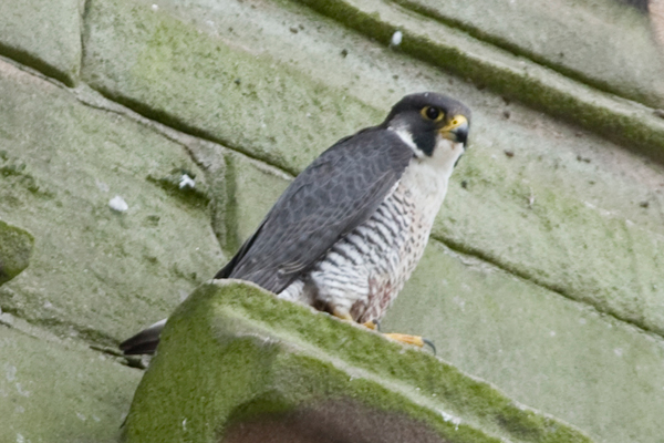 Peregrine