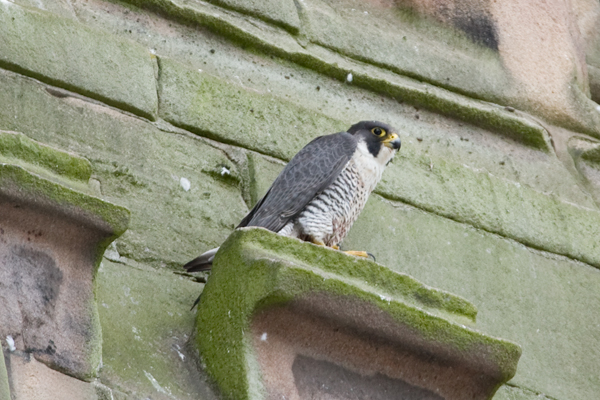 Peregrines at Derby
