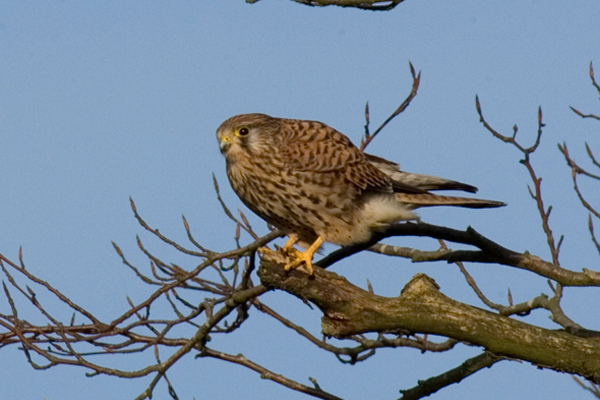 Kestrels