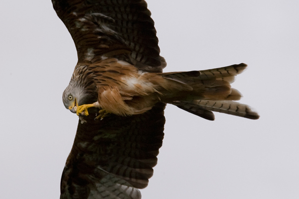 Red Kites