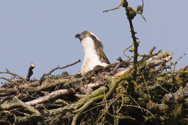 Osprey