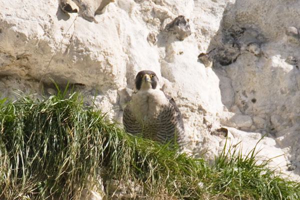 Peregrine