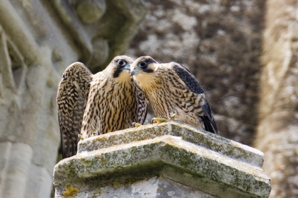 Peregrines at Chichester
