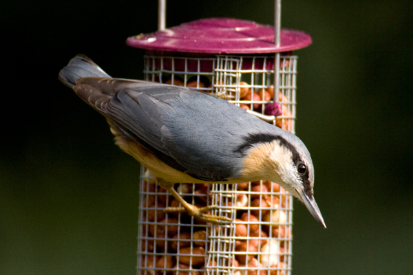 Pulborough Brooks