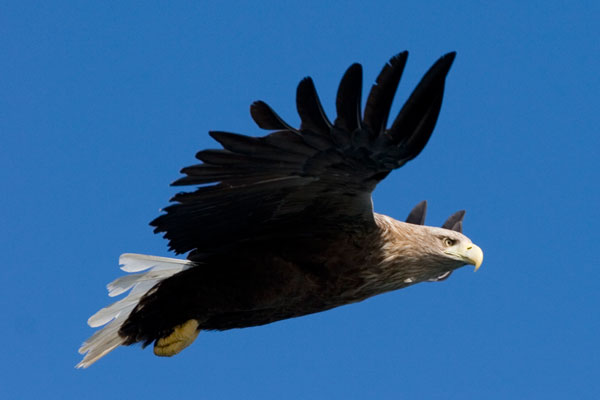 White-Tailed Sea Eagles