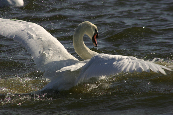 Swans